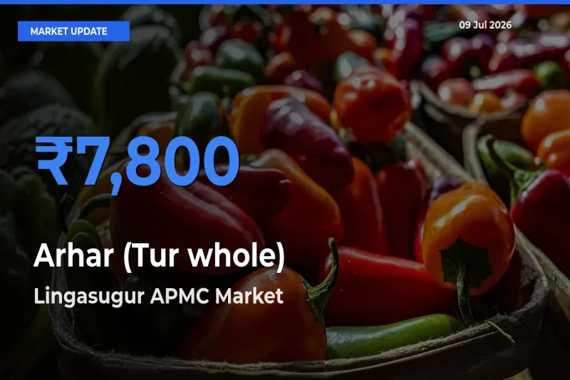 Lingasugur APMC Tops Arhar (Tur whole) Mandi Rates Today