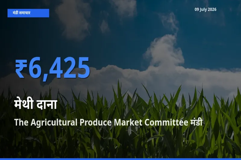 आज मेथी दाना के सबसे ऊँचे दाम ₹6,425 The Agricultural Produce Market Committee मंडी में