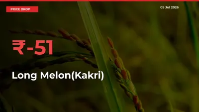 Sudden Shock! Long Melon(Kakri) Drops 50.65% in 24 Hours at Top Mandis