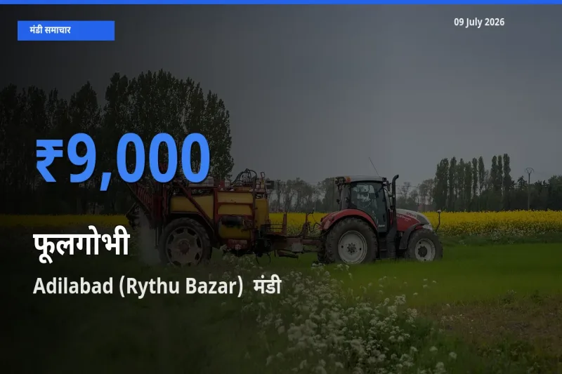 Adilabad (Rythu Bazar)  मंडी में फूलगोभी ₹9,000 पर पहुँचा – आज का सर्वोच्च भाव