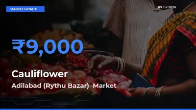 Adilabad (Rythu Bazar)  Records Highest ₹9,000 Rate for Cauliflower