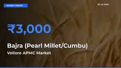 Vellore APMC Emerges as Top Mandi for Bajra (Pearl Millet/Cumbu) Prices Today