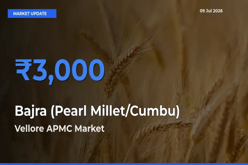 Vellore APMC Emerges as Top Mandi for Bajra (Pearl Millet/Cumbu) Prices Today