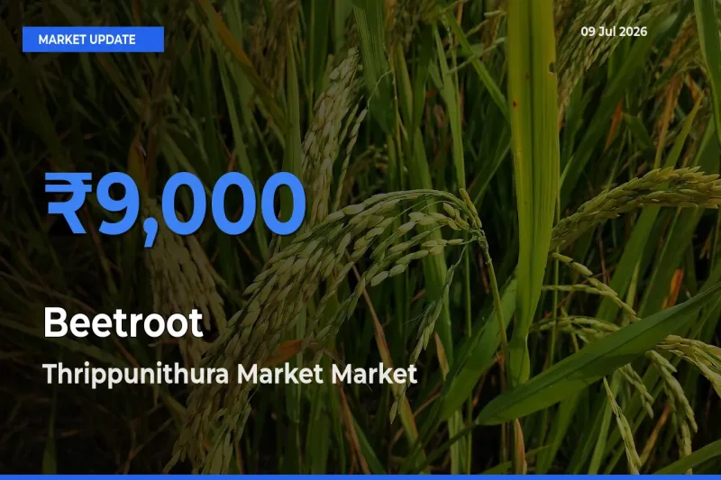 Market Watch: Thrippunithura Market Becomes Top Mandi for Beetroot