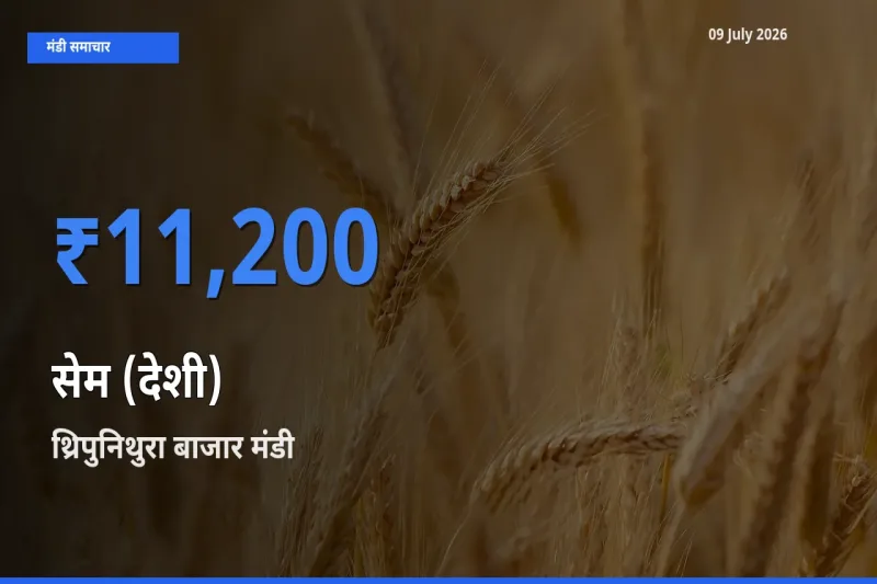 आज का मंडी भाव: सेम (देशी) के सबसे ज़्यादा दाम थ्रिपुनिथुरा बाजार में
