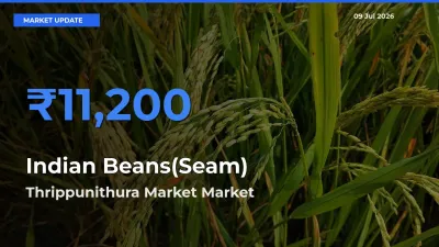 Thrippunithura Market Records Highest ₹11,200 Rate for Indian Beans(Seam)