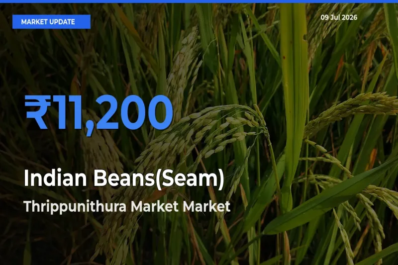 Thrippunithura Market Records Highest ₹11,200 Rate for Indian Beans(Seam)