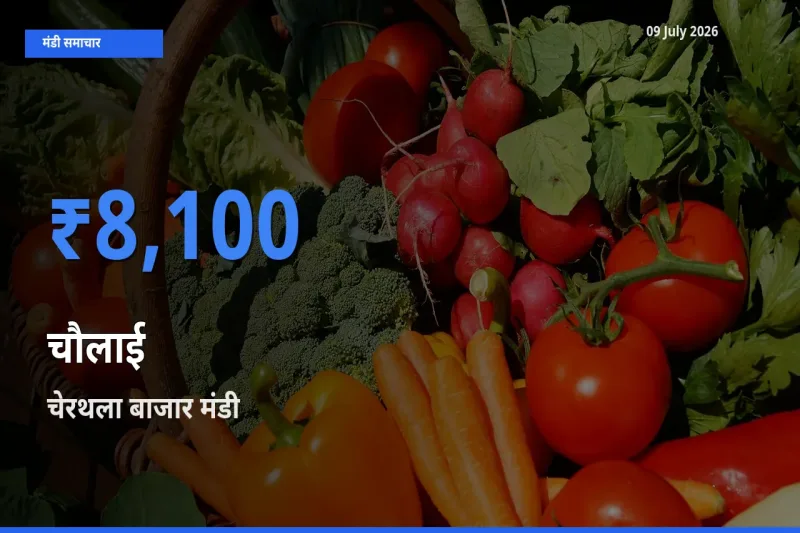 किसानों की पसंद बना चेरथला बाजार, चौलाई के सबसे अच्छे दाम