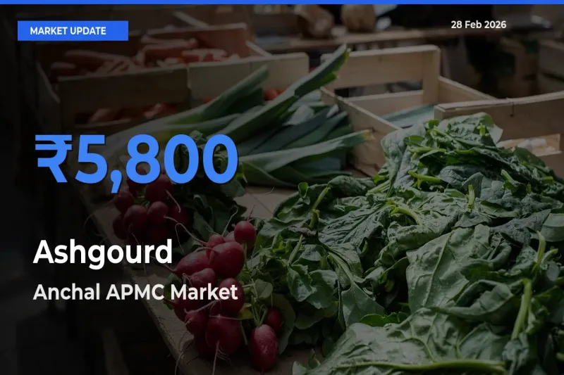 Anchal APMC Leads as Top Mandi for Ashgourd Prices