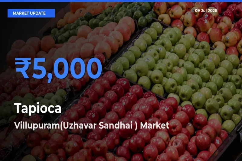 Farmers Prefer Villupuram(Uzhavar Sandhai ) as Tapioca Hits Highest Rate