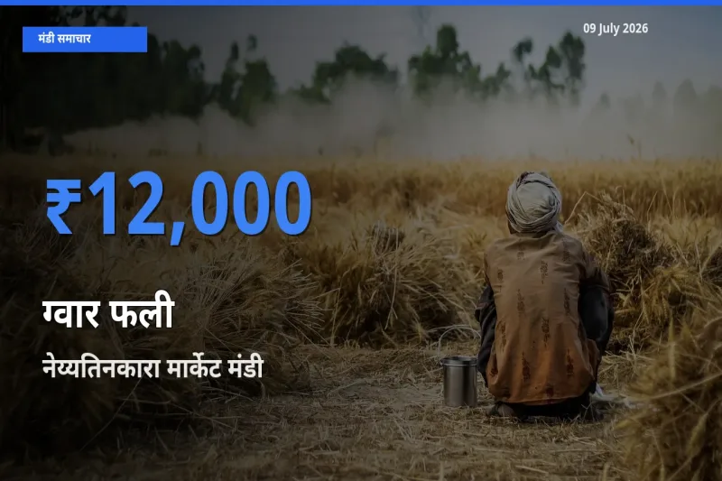 नेय्यतिनकारा मार्केट मंडी में ग्वार फली ₹12,000 पर पहुँचा – आज का सर्वोच्च भाव
