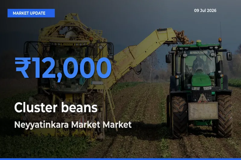 Farmers Prefer Neyyatinkara Market as Cluster beans Hits Highest Rate