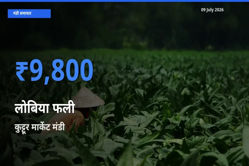 आज लोबिया फली के सबसे ज़्यादा दाम कुट्टूर मार्केट मंडी में दर्ज
