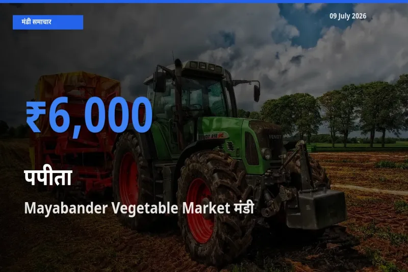 बाज़ार संकेत: Mayabander Vegetable Market बना पपीता के लिए आज की टॉप मंडी