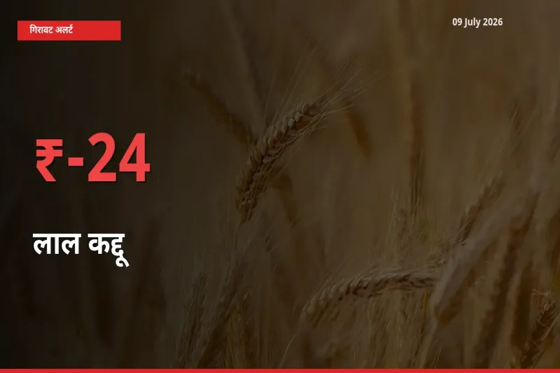 आज का मंडी भाव: लाल कद्दू के दाम मंडी में 24.25% नीचे