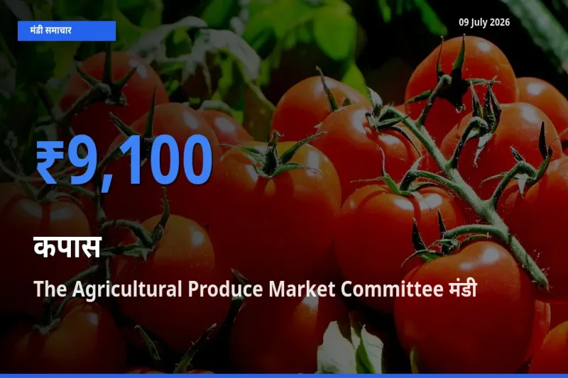 टॉप मंडी बना The Agricultural Produce Market Committee! कपास के सबसे ऊँचे दाम यहीं दर्ज