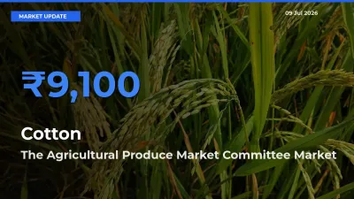 The Agricultural Produce Market Committee Tops Cotton Mandi Rates Today