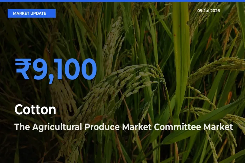 The Agricultural Produce Market Committee Tops Cotton Mandi Rates Today