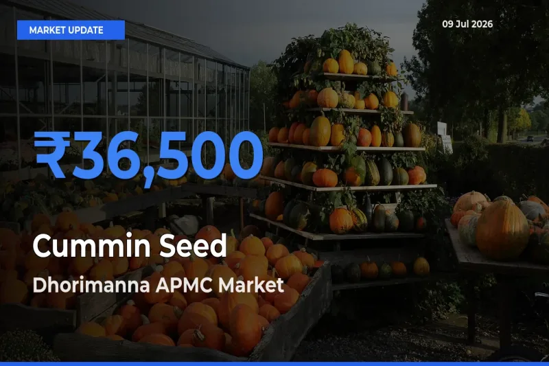 Dhorimanna APMC Emerges as Top Mandi for Cummin Seed Prices Today