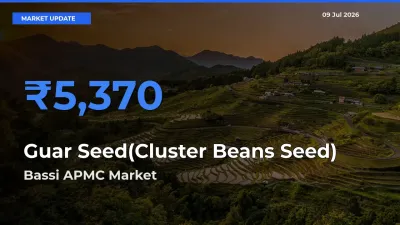 Bassi APMC Tops Guar Seed(Cluster Beans Seed) Mandi Rates Today