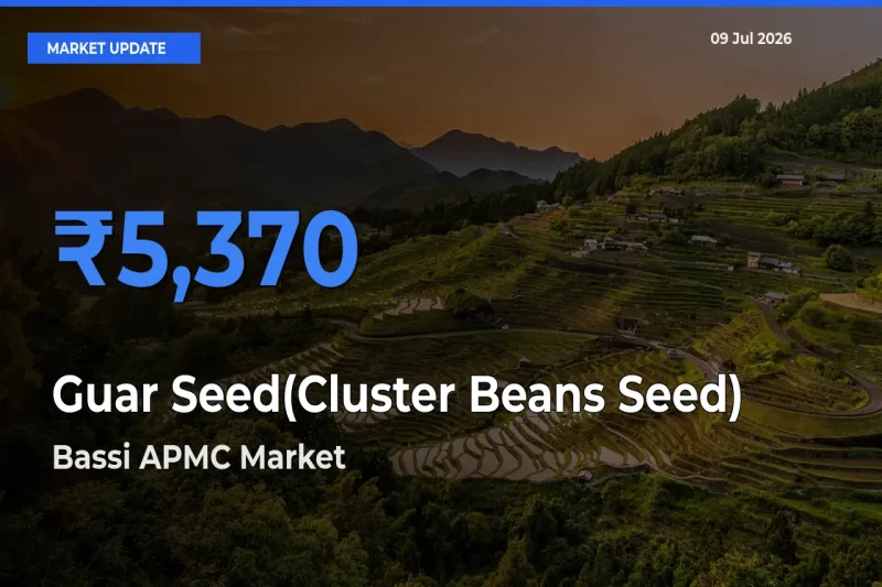 Bassi APMC Tops Guar Seed(Cluster Beans Seed) Mandi Rates Today