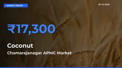 Farmers Prefer Chamarajanagar APMC as Coconut Hits Highest Rate
