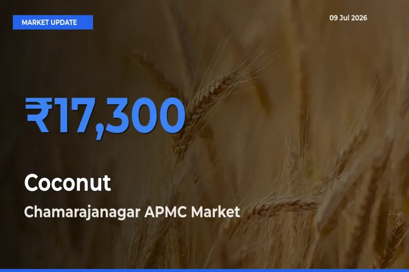Farmers Prefer Chamarajanagar APMC as Coconut Hits Highest Rate