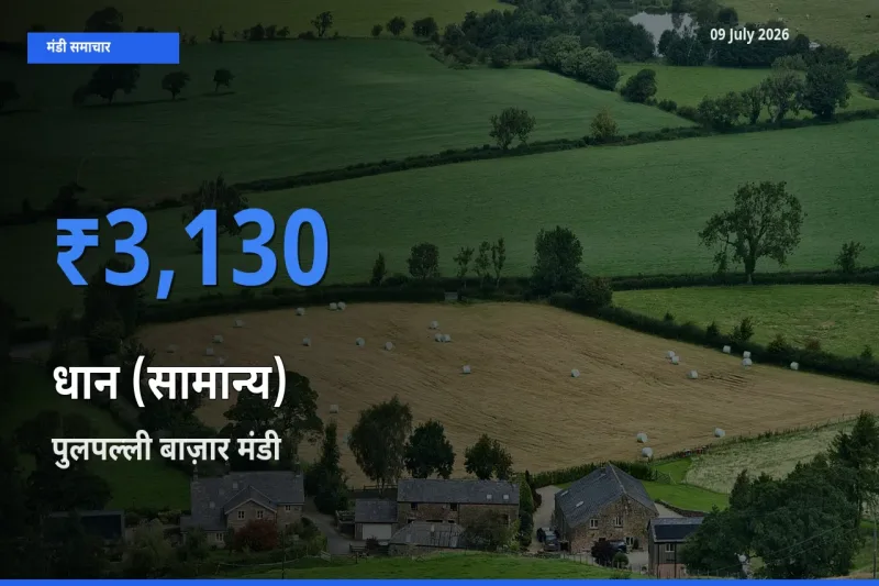 09 July अपडेट: धान (सामान्य) के सबसे ऊँचे दाम पुलपल्ली बाज़ार मंडी में