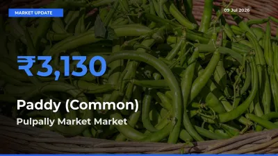 Top Performer! Pulpally Market Offers Best Paddy (Common) Price Today