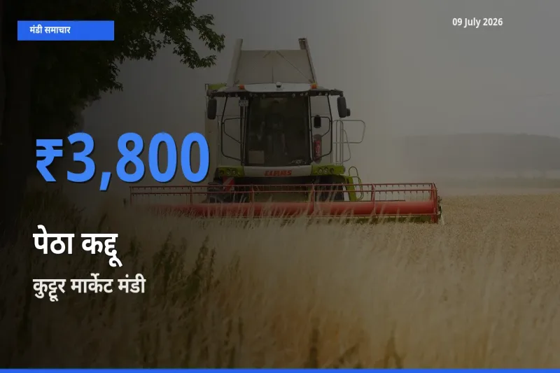 आज पेठा कद्दू के सबसे ज़्यादा दाम कुट्टूर मार्केट मंडी में दर्ज