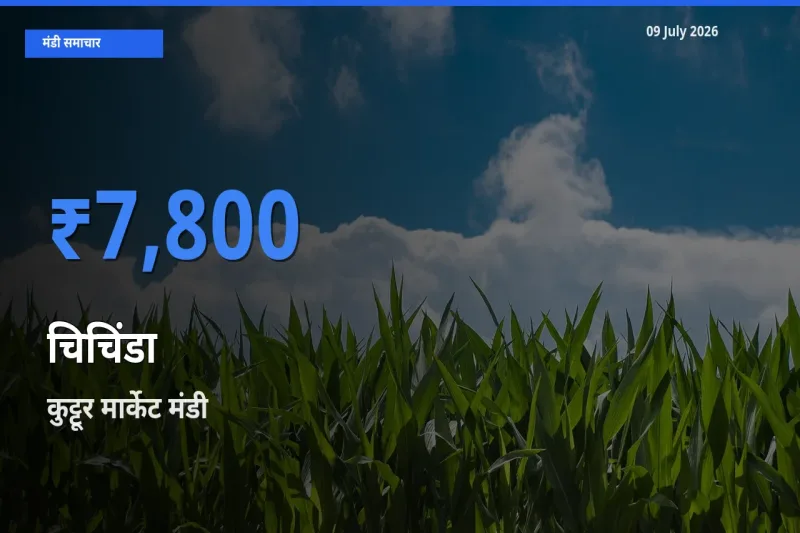 बाज़ार संकेत: कुट्टूर मार्केट बना चिचिंडा के लिए आज की टॉप मंडी
