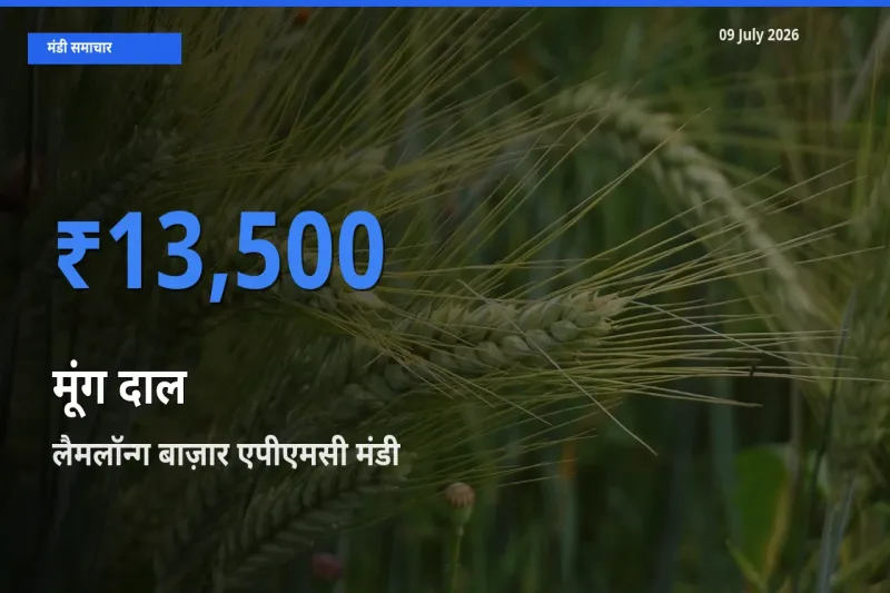 09 July अपडेट: मूंग दाल के सबसे ऊँचे दाम लैमलॉन्ग बाज़ार एपीएमसी मंडी में