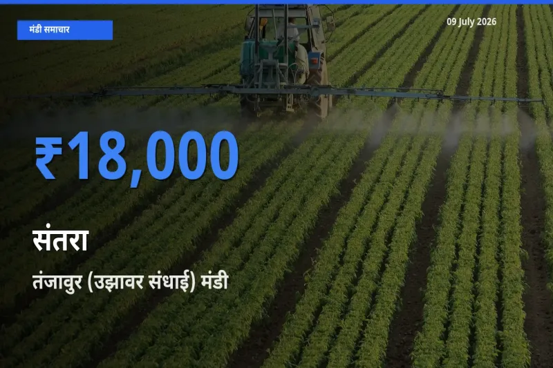 टॉप मंडी बना तंजावुर (उझावर संधाई)! संतरा के सबसे ऊँचे दाम यहीं दर्ज