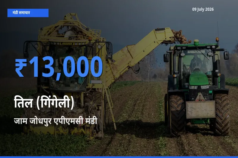 जाम जोधपुर एपीएमसी मंडी में तिल (गिंगेली) ₹13,000 पर पहुँचा – आज का सर्वोच्च भाव