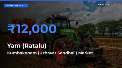 Kumbakonam (Uzhavar Sandhai ) Tops Yam (Ratalu) Mandi Rates Today