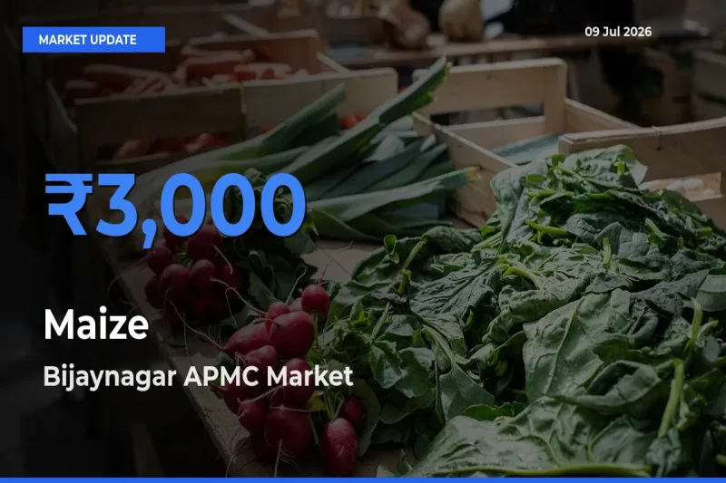 Top Performer! Bijaynagar APMC Offers Best Maize Price Today