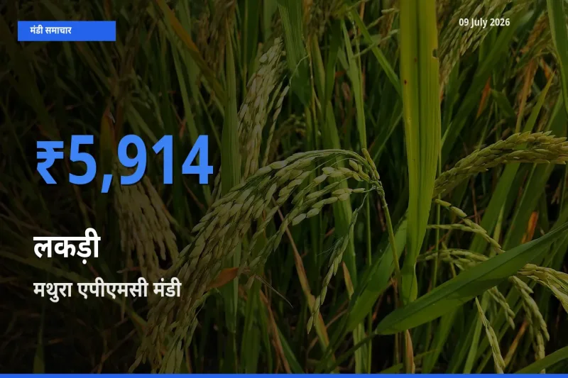 मथुरा एपीएमसी मंडी में लकड़ी ₹5,914 पर पहुँचा – आज का सर्वोच्च भाव