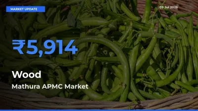 Top Performer! Mathura APMC Offers Best Wood Price Today