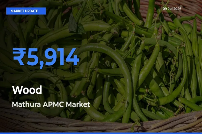 Top Performer! Mathura APMC Offers Best Wood Price Today