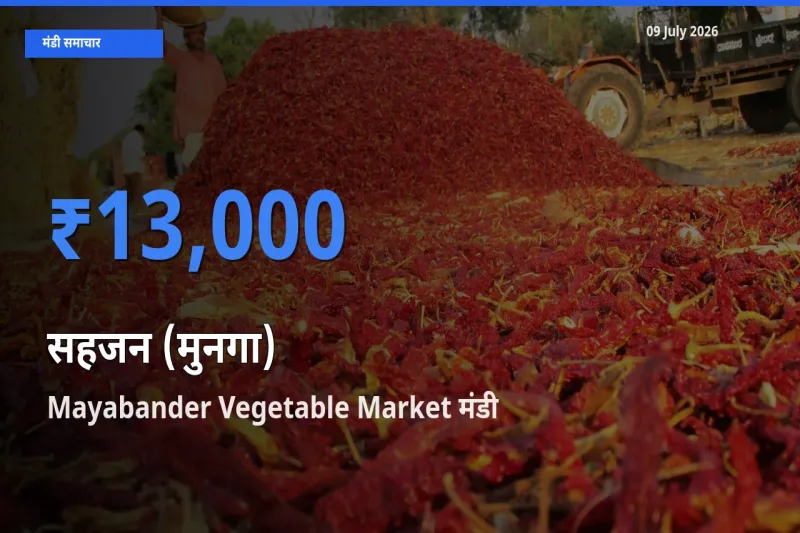 किसानों की पसंद बना Mayabander Vegetable Market, सहजन (मुनगा) के सबसे अच्छे दाम