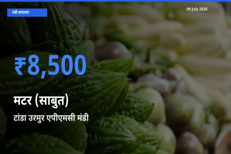 आज मटर (साबुत) के सबसे ऊँचे दाम ₹8,500 टांडा उरमुर एपीएमसी मंडी में