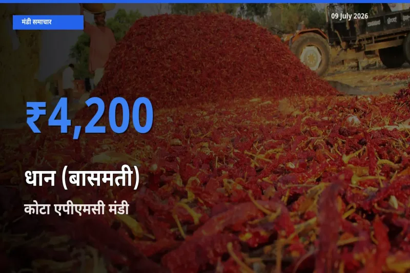 कोटा एपीएमसी मंडी में आज धान (बासमती) के सबसे ऊँचे दाम दर्ज