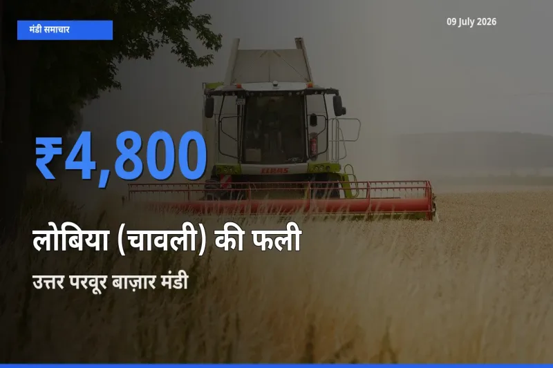 आज का मंडी भाव: लोबिया (चावली) की फली के सबसे ज़्यादा दाम उत्तर परवूर बाज़ार में