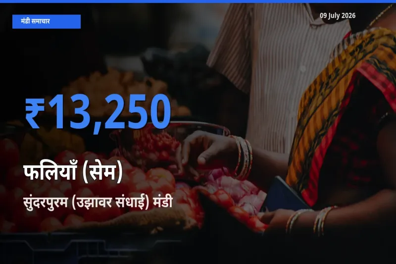 आज फलियाँ (सेम) के सबसे ऊँचे दाम ₹13,250 सुंदरपुरम (उझावर संधाई) मंडी में