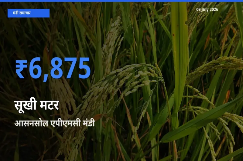 टॉप मंडी बना आसनसोल एपीएमसी! सूखी मटर के सबसे ऊँचे दाम यहीं दर्ज