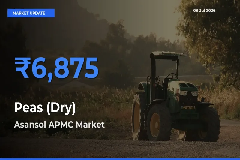Market Watch: Asansol APMC Becomes Top Mandi for Peas (Dry)