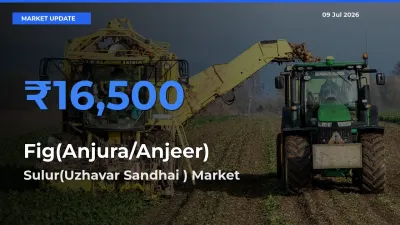Sulur(Uzhavar Sandhai ) Tops Fig(Anjura/Anjeer) Mandi Rates Today