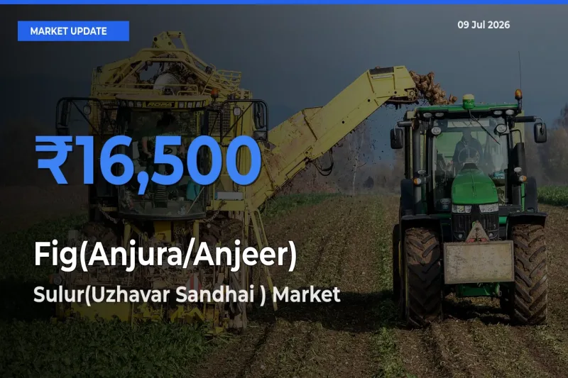 Sulur(Uzhavar Sandhai ) Tops Fig(Anjura/Anjeer) Mandi Rates Today