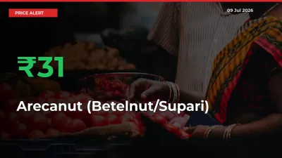 Arecanut (Betelnut/Supari) Mandi Rate Today: Prices Jump 30.71% at Market