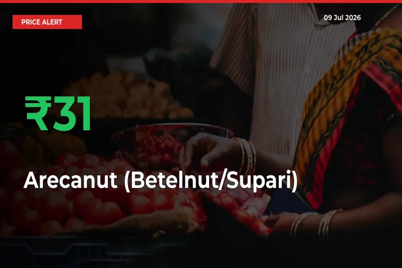 Arecanut (Betelnut/Supari) Mandi Rate Today: Prices Jump 30.71% at Market